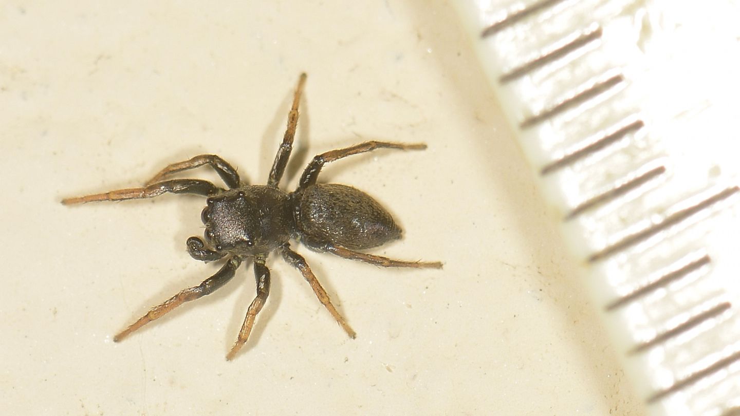 Salticidae scuro