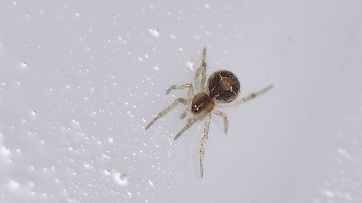 Theridiidae ?