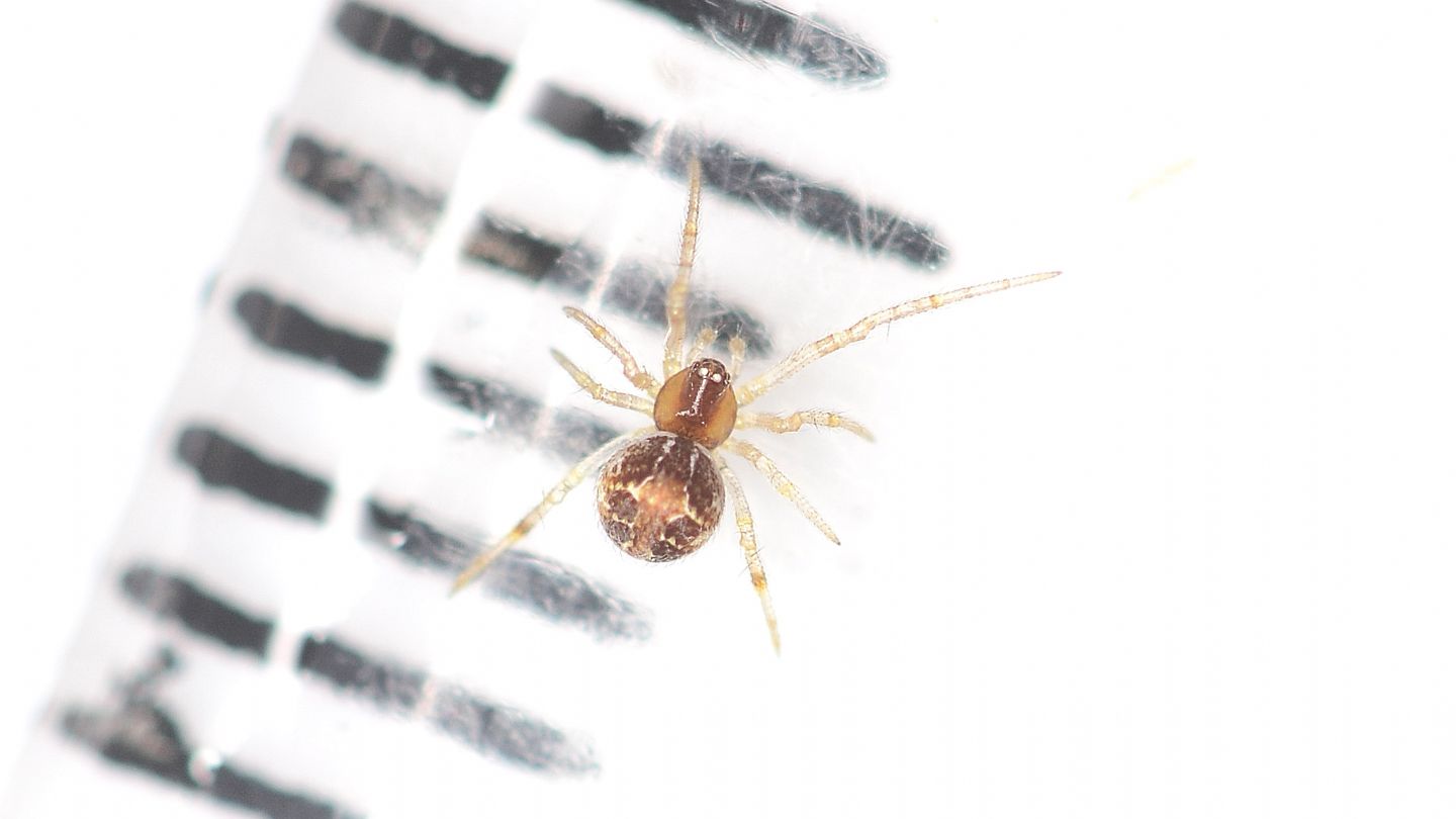 Theridiidae ?