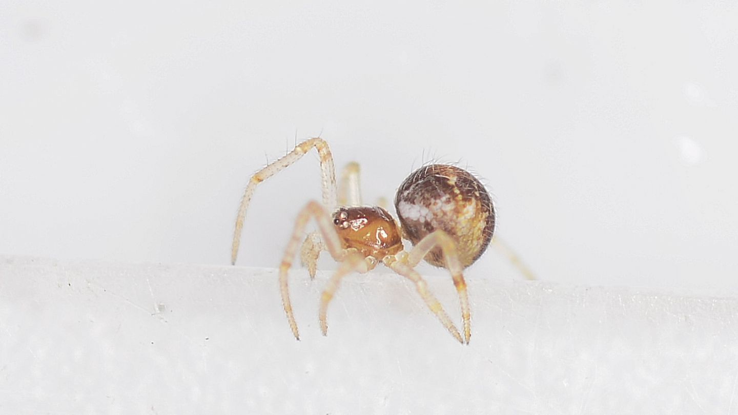 Theridiidae ?