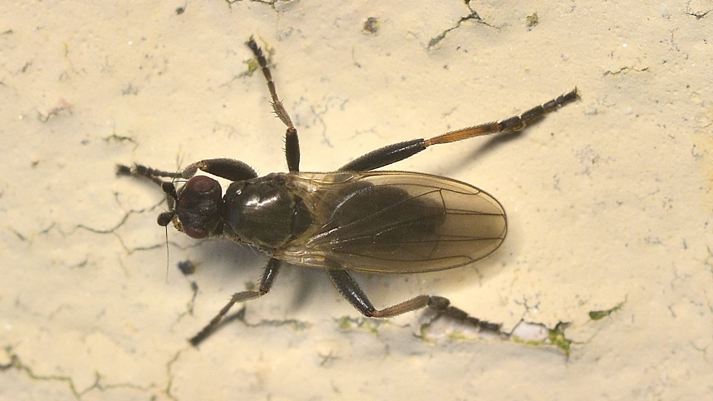 Sphaeroceridae Copromyzinae.