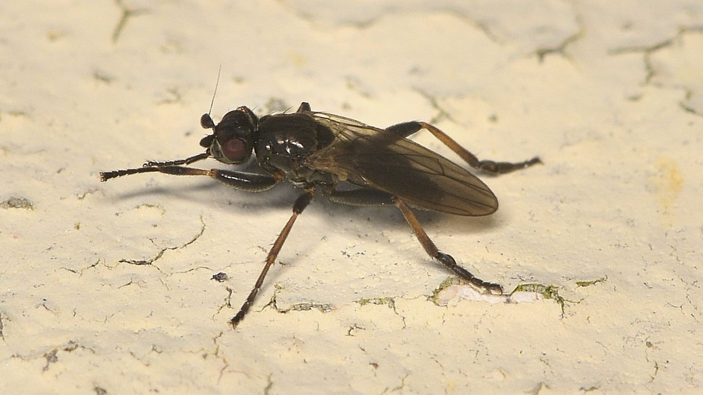 Sphaeroceridae Copromyzinae.