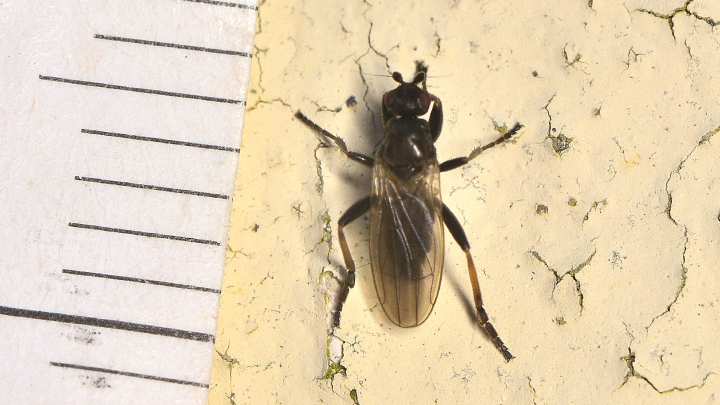 Sphaeroceridae Copromyzinae.