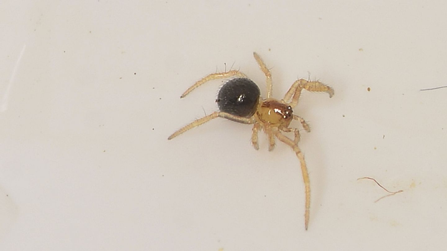 Piccolo Theridiidae