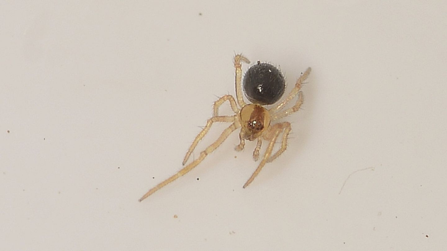 Piccolo Theridiidae