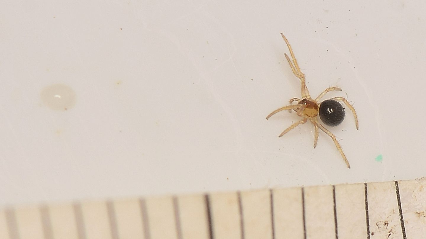 Piccolo Theridiidae