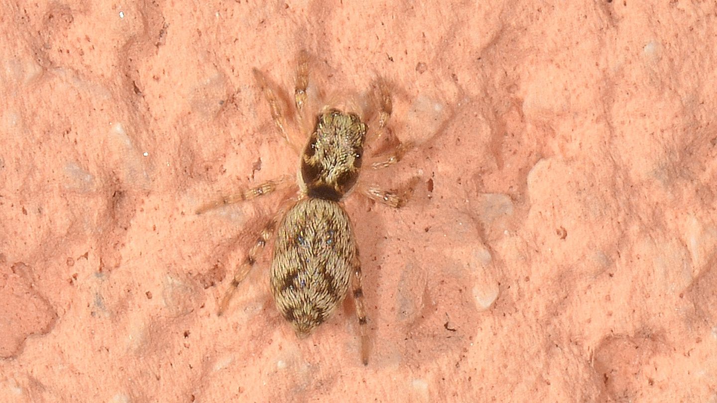 Salticidae di Comacchio