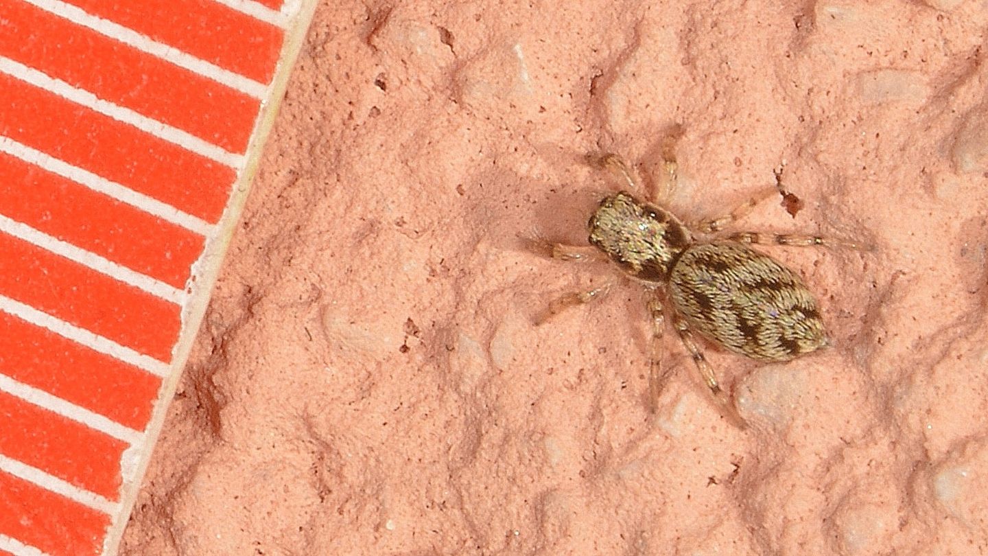 Salticidae di Comacchio