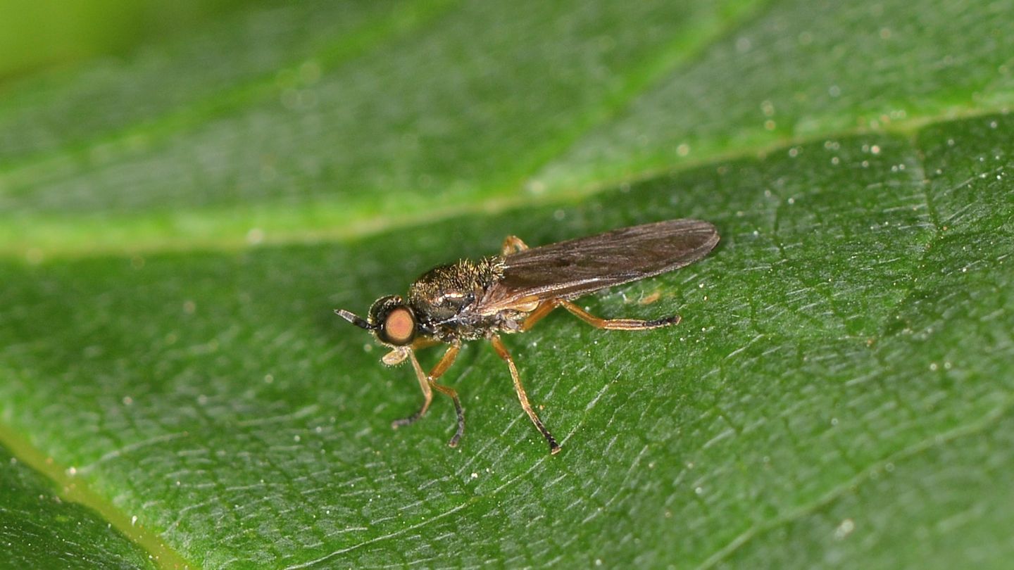 Stratiomyidae ?