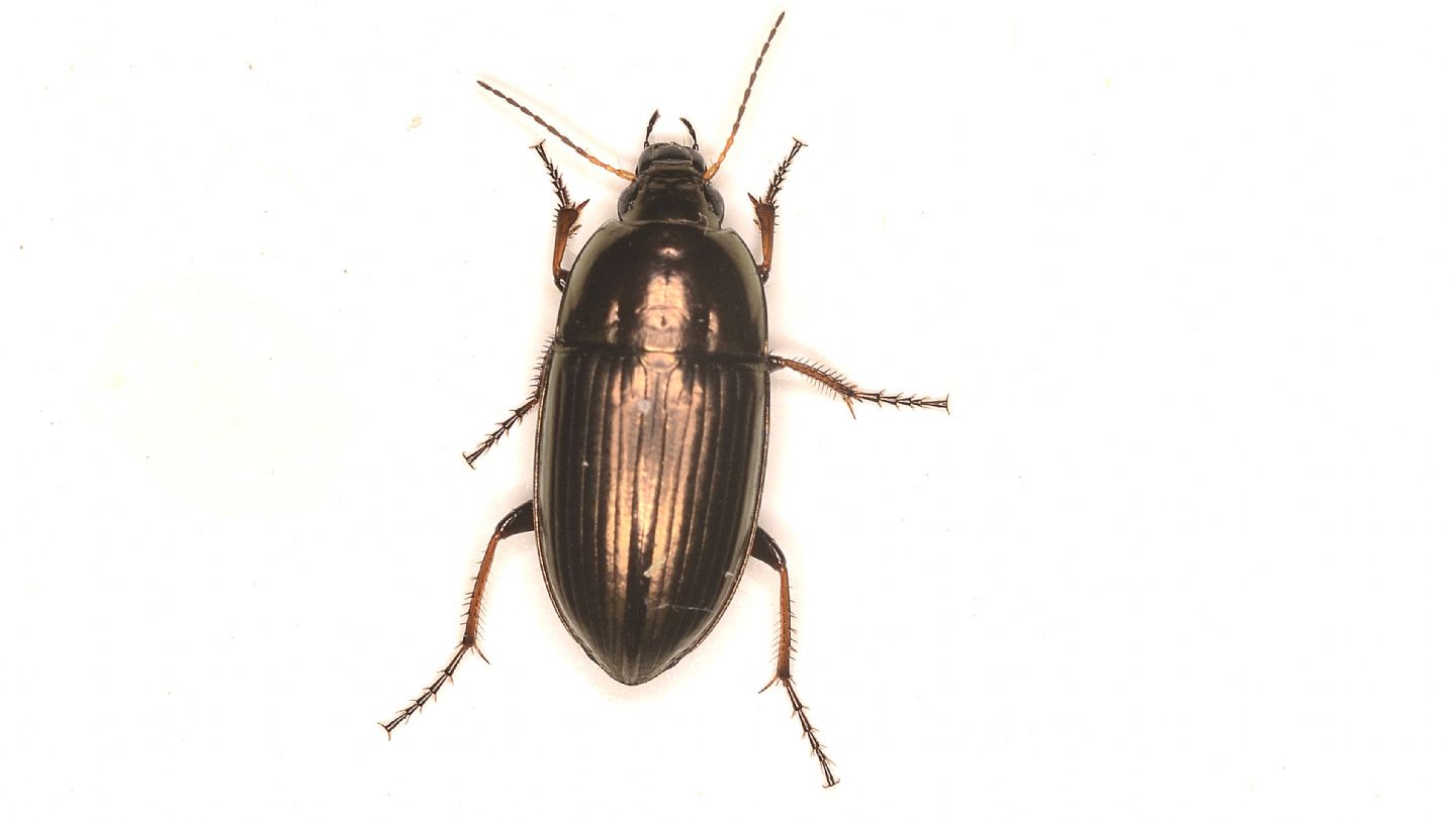 Carabidae: Amara aenea