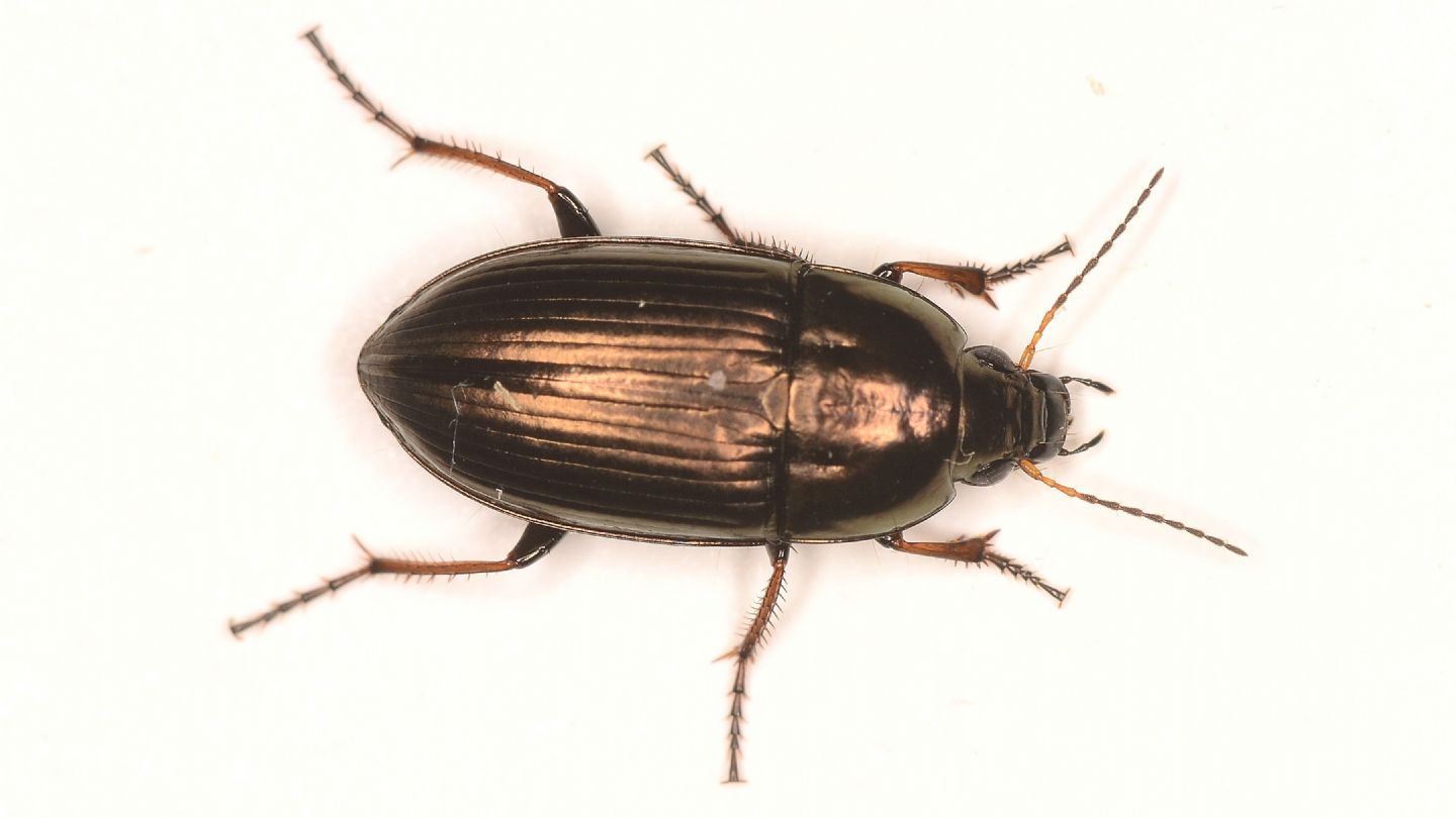 Carabidae: Amara aenea