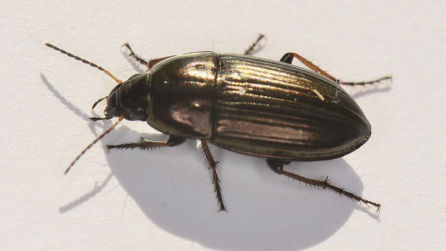 Carabidae: Amara aenea