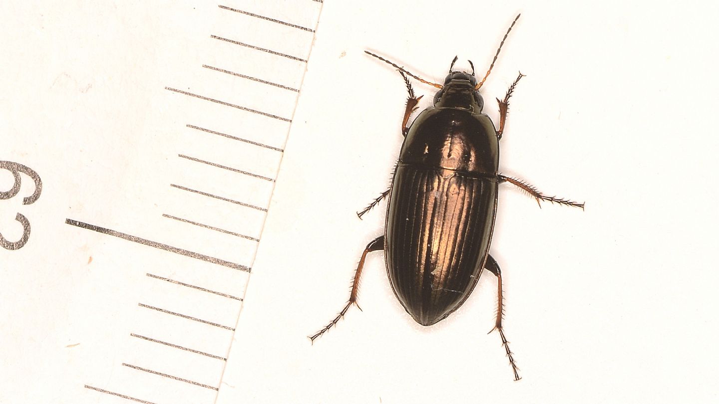 Carabidae: Amara aenea