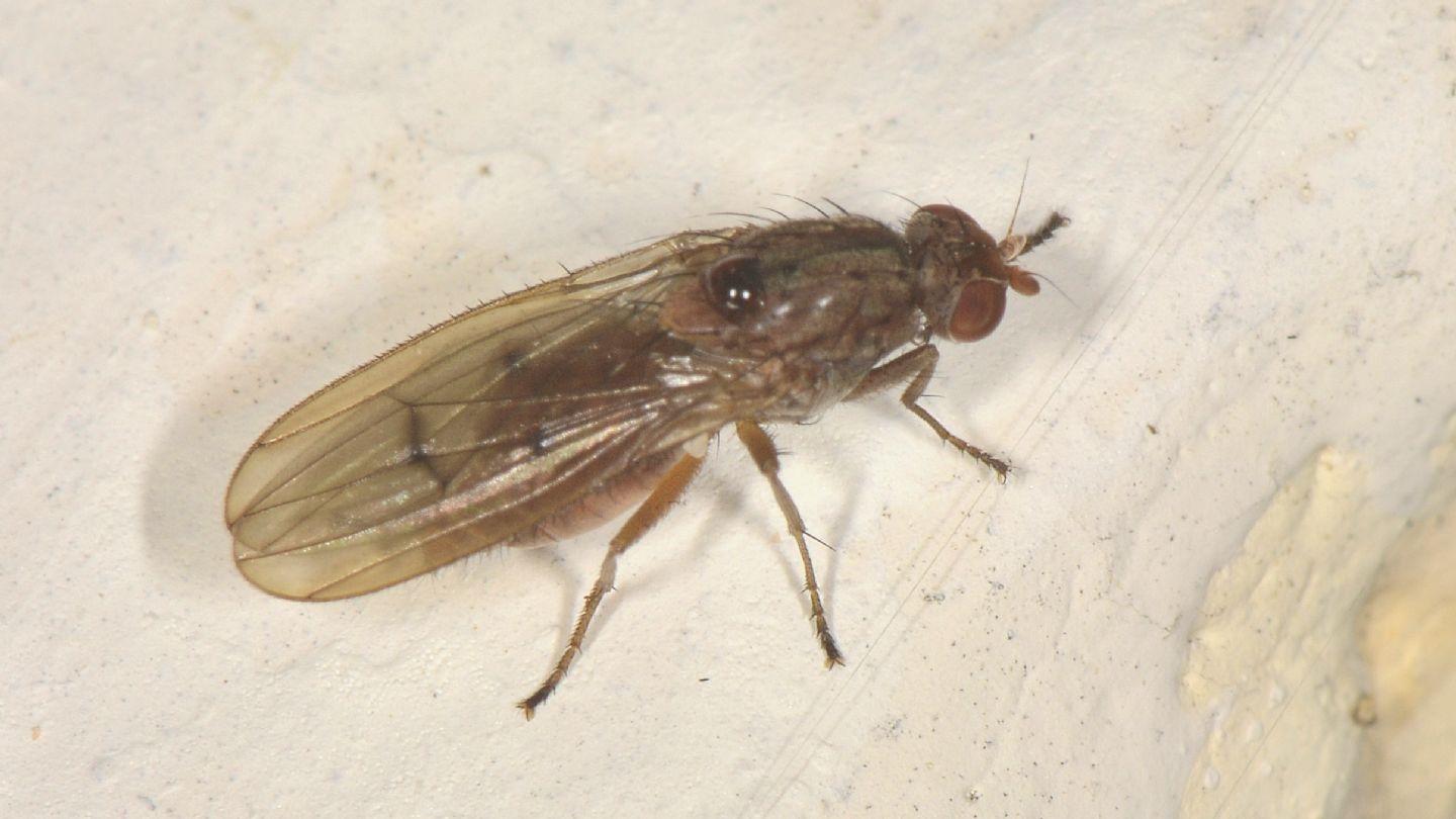 Heleomyzidae