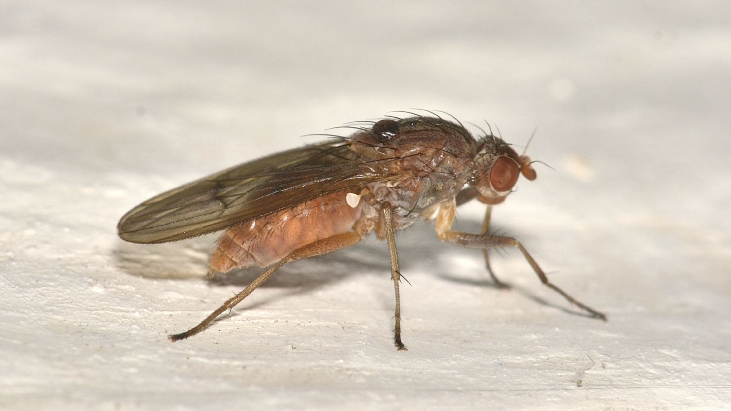 Heleomyzidae