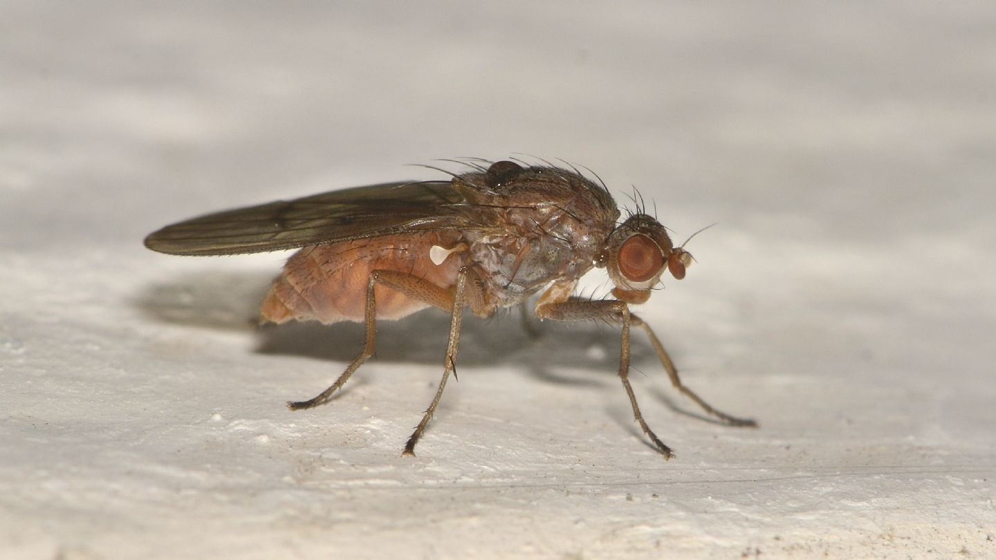 Heleomyzidae