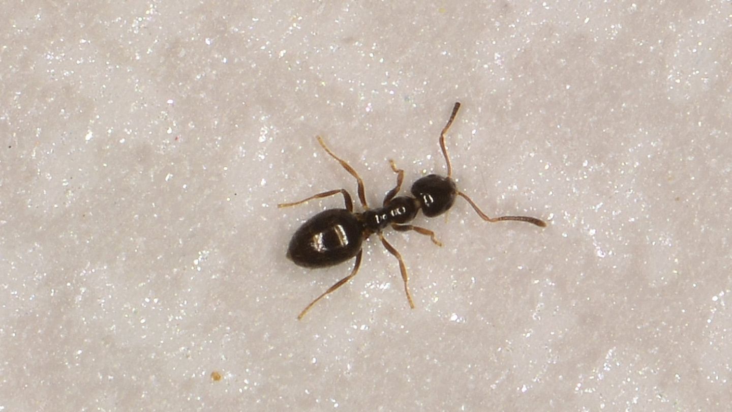 Formicidae: Plagiolepis sp.