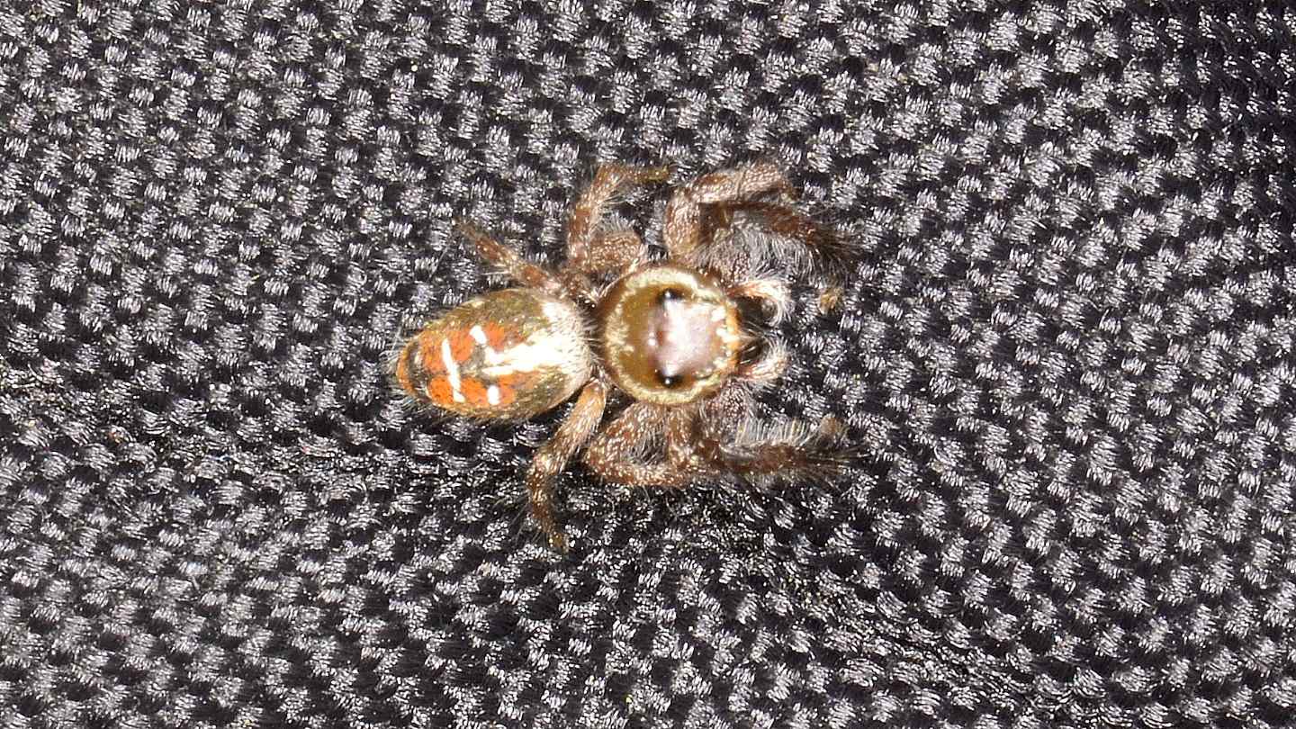 Salticidae del Giglio