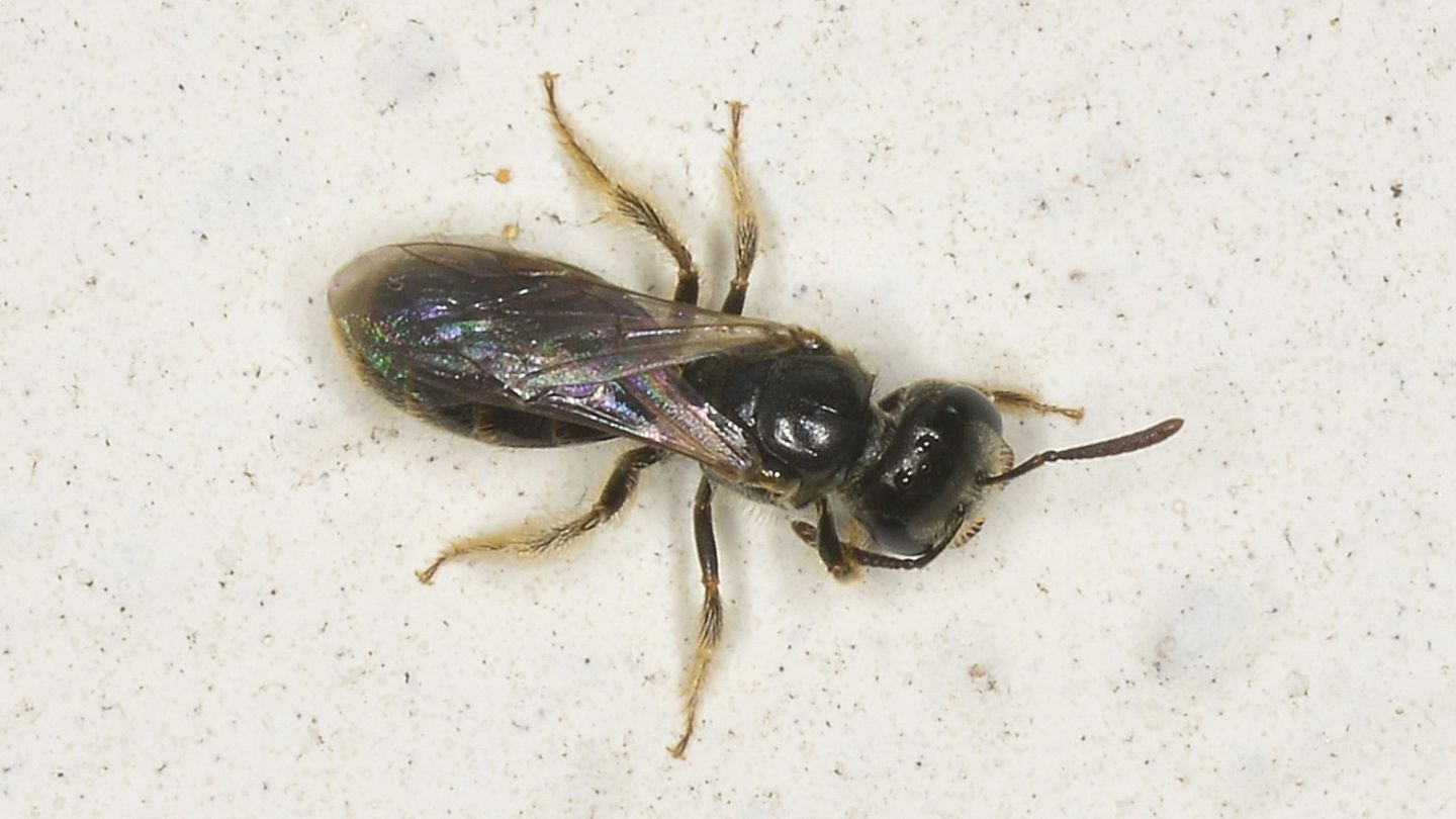 Andrenidae ? No, Halictidae: femmina di Lasioglossum sp.