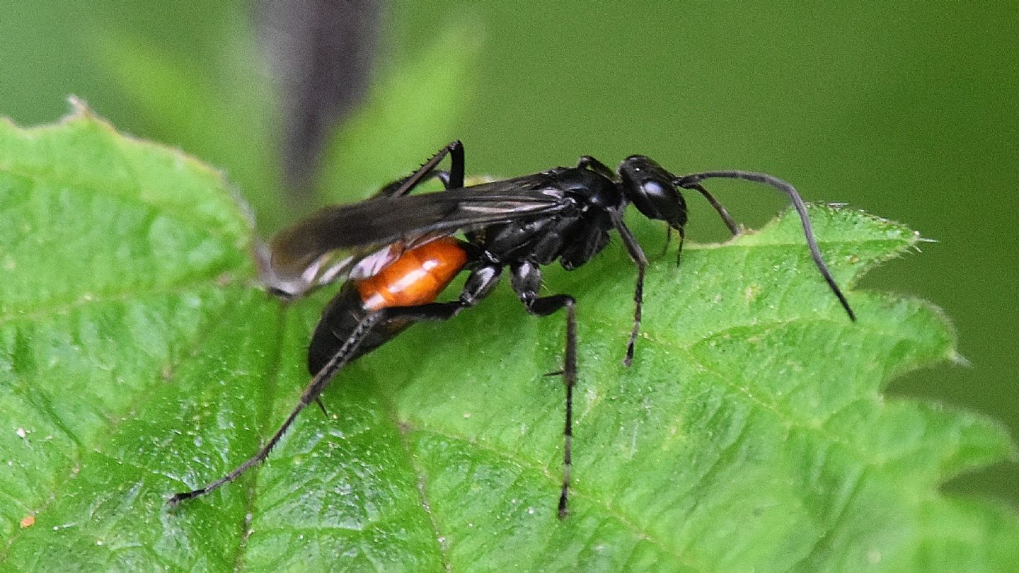 Pompilidae bicolore