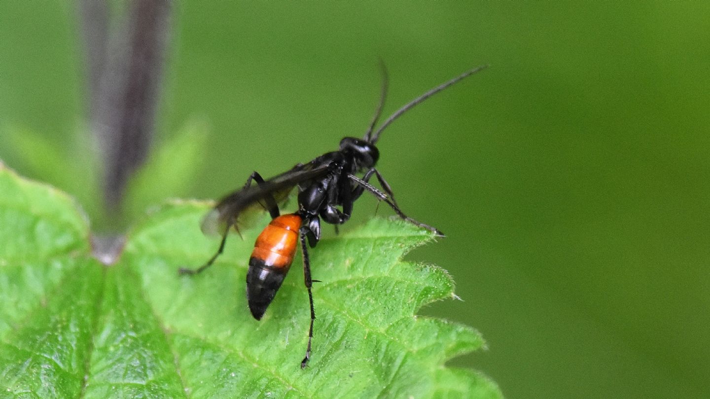 Pompilidae bicolore