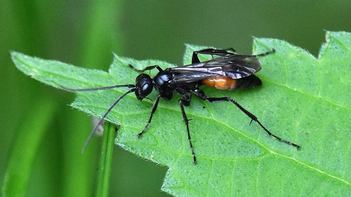 Pompilidae bicolore