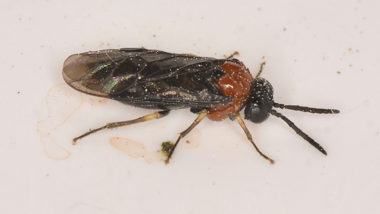 Tenthredinidae da id