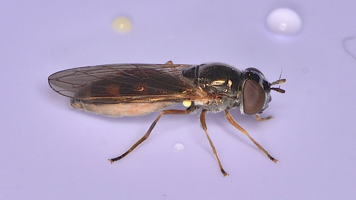 Syrphidae