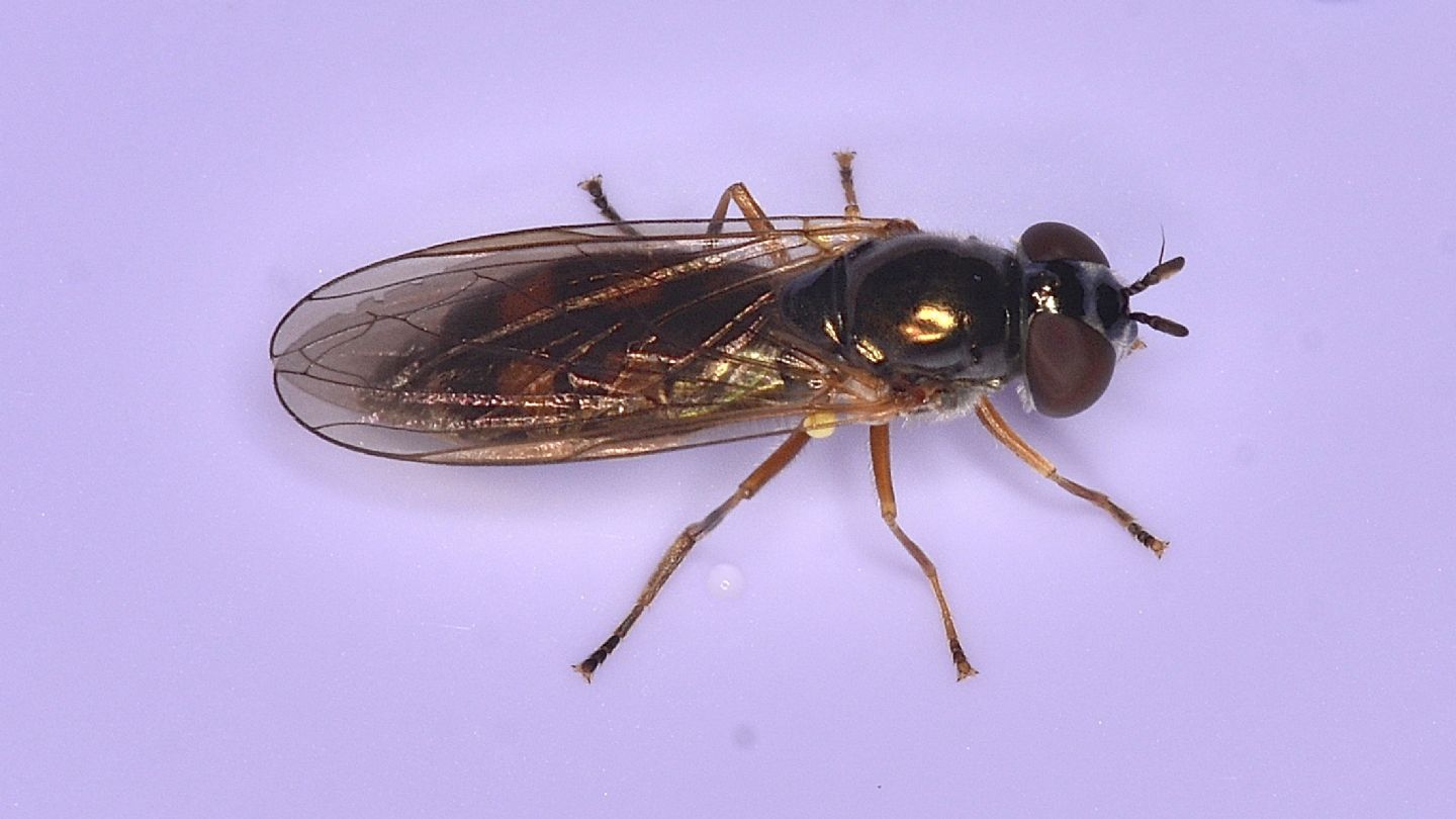 Syrphidae