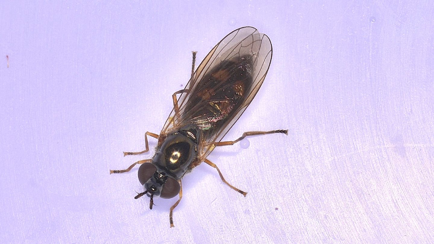 Syrphidae