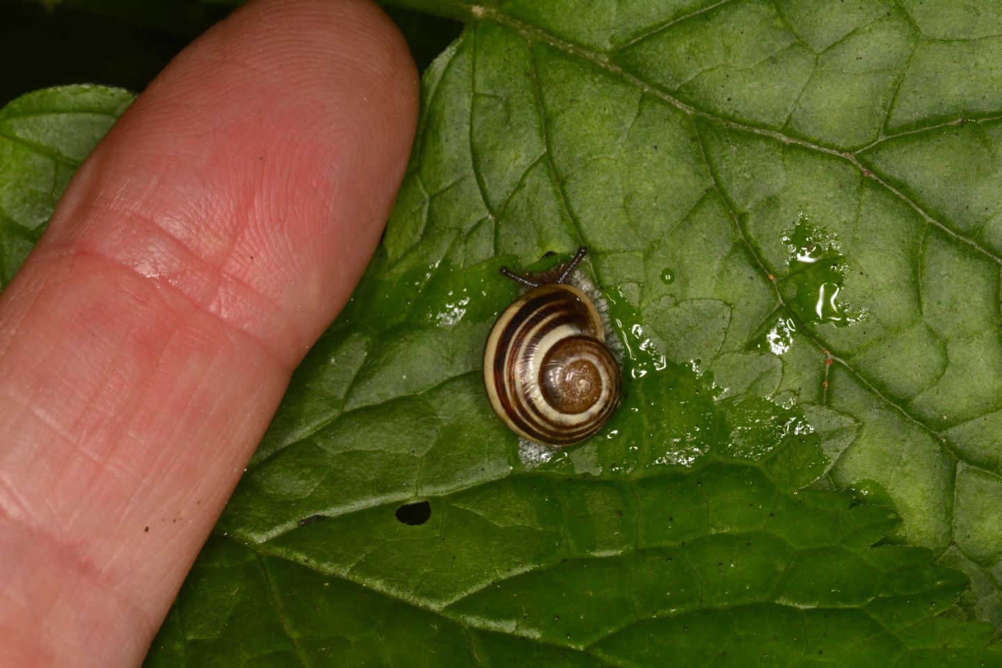 Cepaea ?