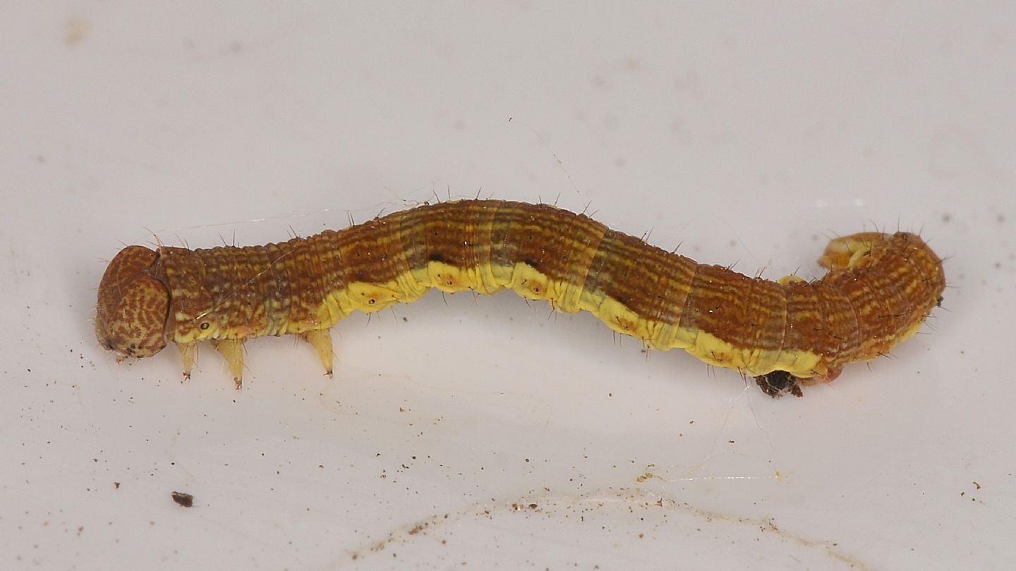 Larva di Erannis defoliaria - Geometridae