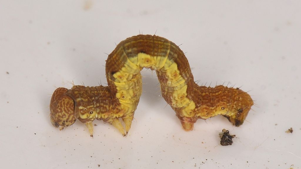 Larva di Erannis defoliaria - Geometridae