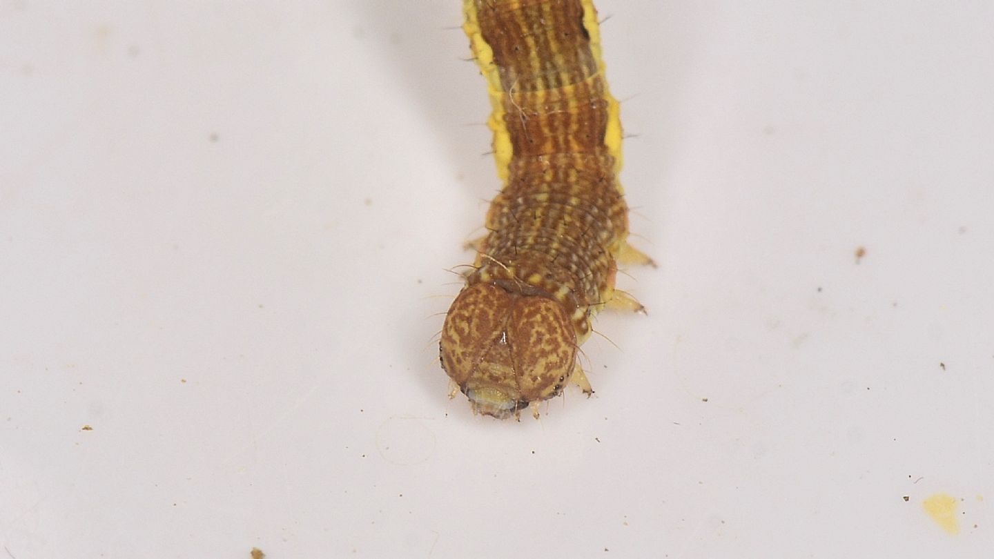 Larva di Erannis defoliaria - Geometridae