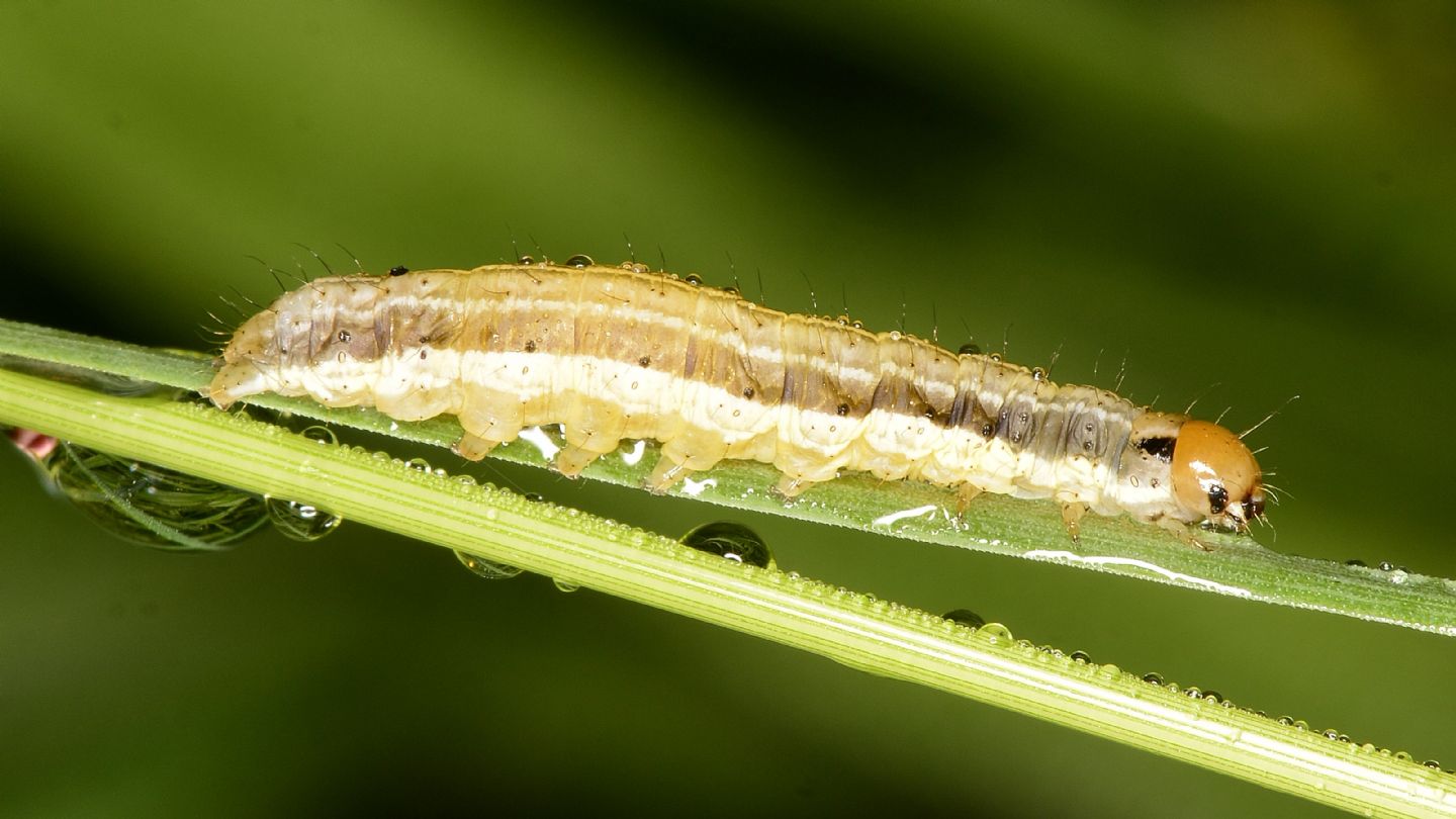 Altra larva da id