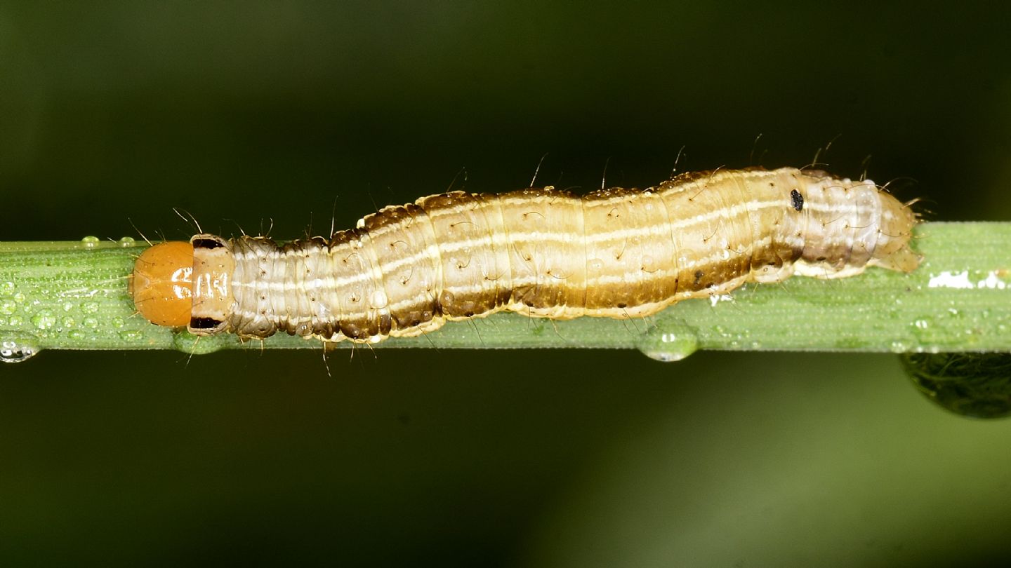 Altra larva da id