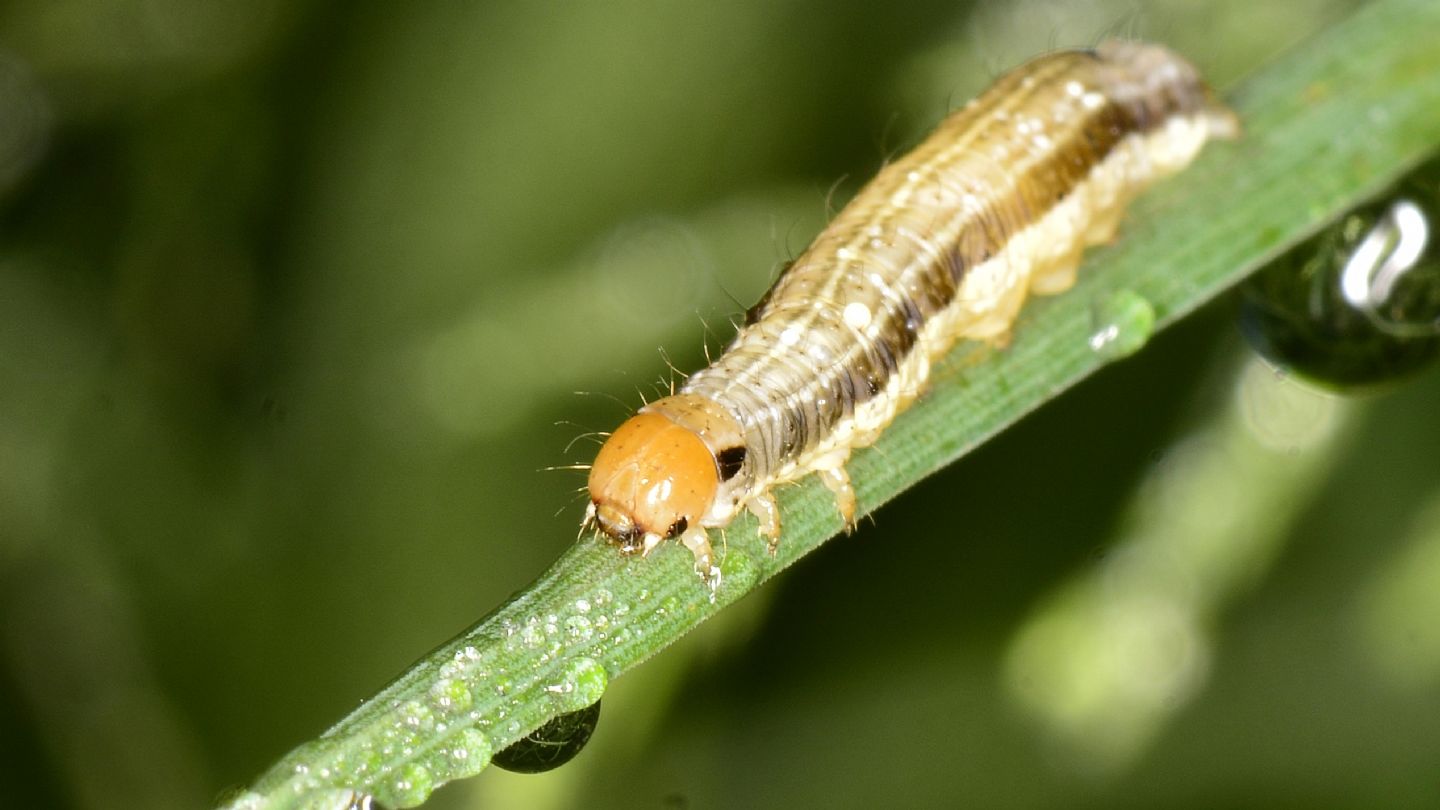 Altra larva da id