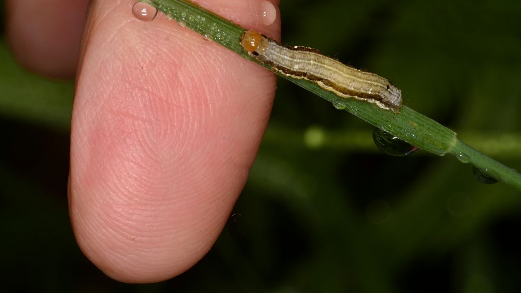 Altra larva da id