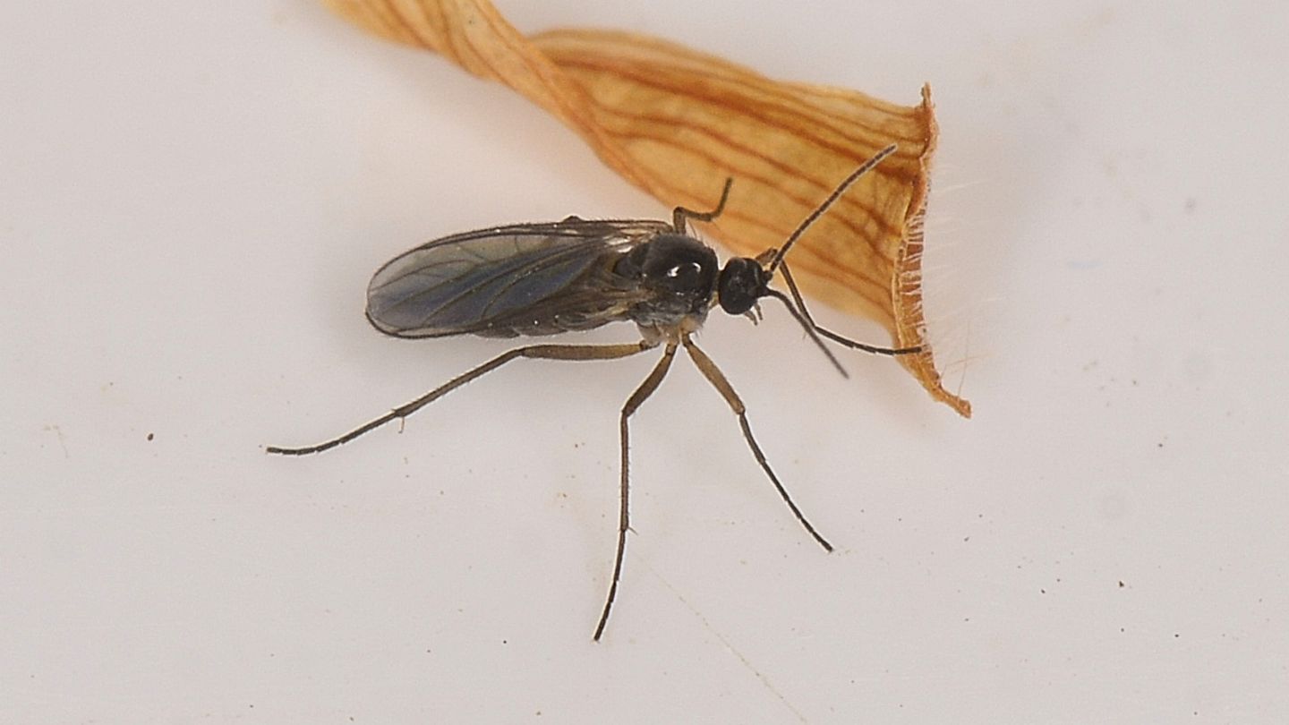 Sciaridae