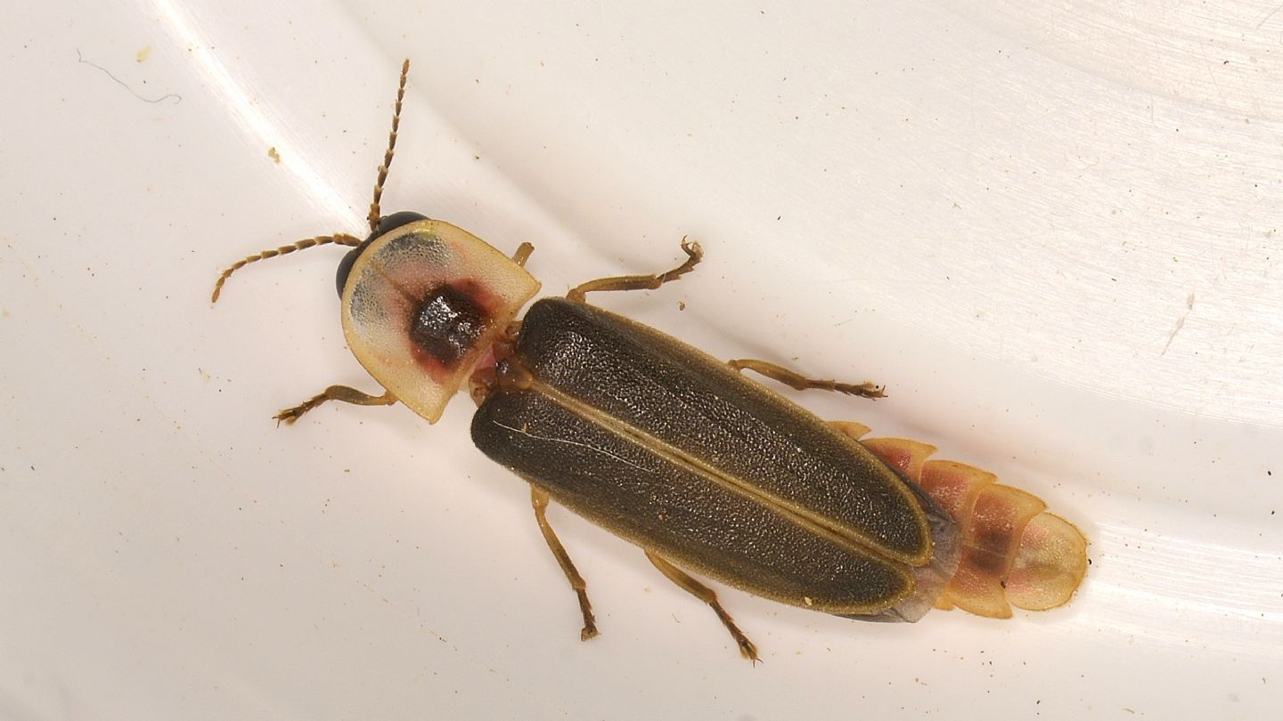 Lampyridae: maschio di Lampyris sardiniae