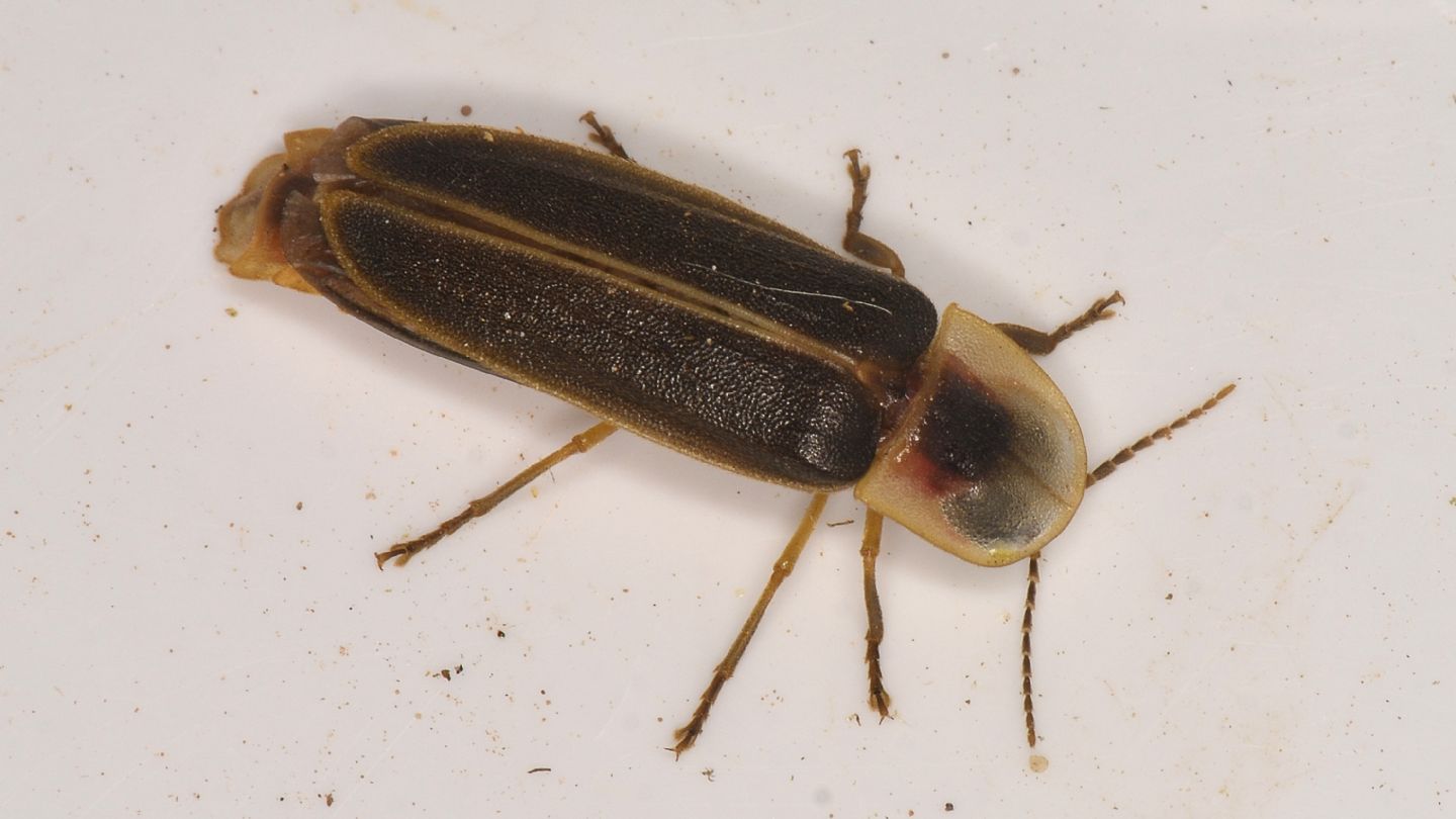 Lampyridae: maschio di Lampyris sardiniae