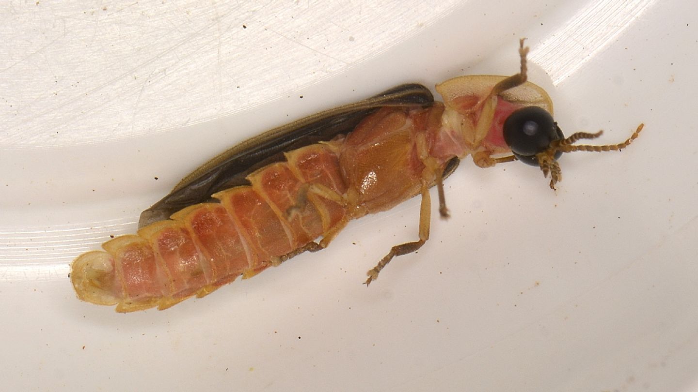 Lampyridae: maschio di Lampyris sardiniae