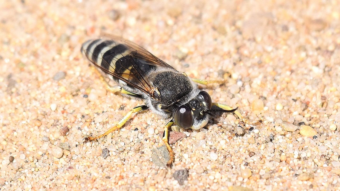 Crabronidae: Bembix rostrata (cf.)