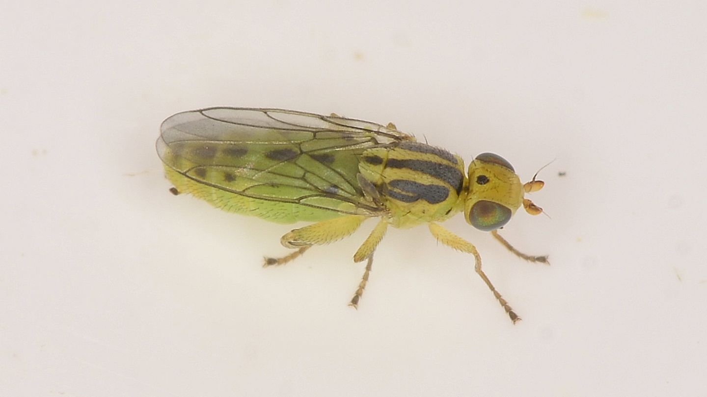 Chloropidae-2