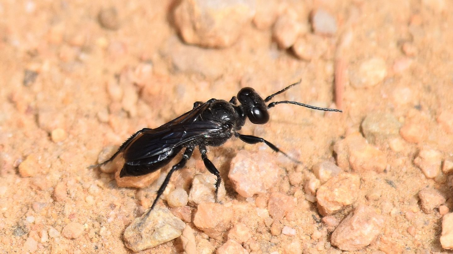 Crabronidae: femmina di Astata boops subsp. picea