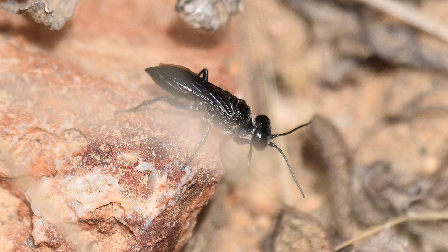 Crabronidae: femmina di Astata boops subsp. picea