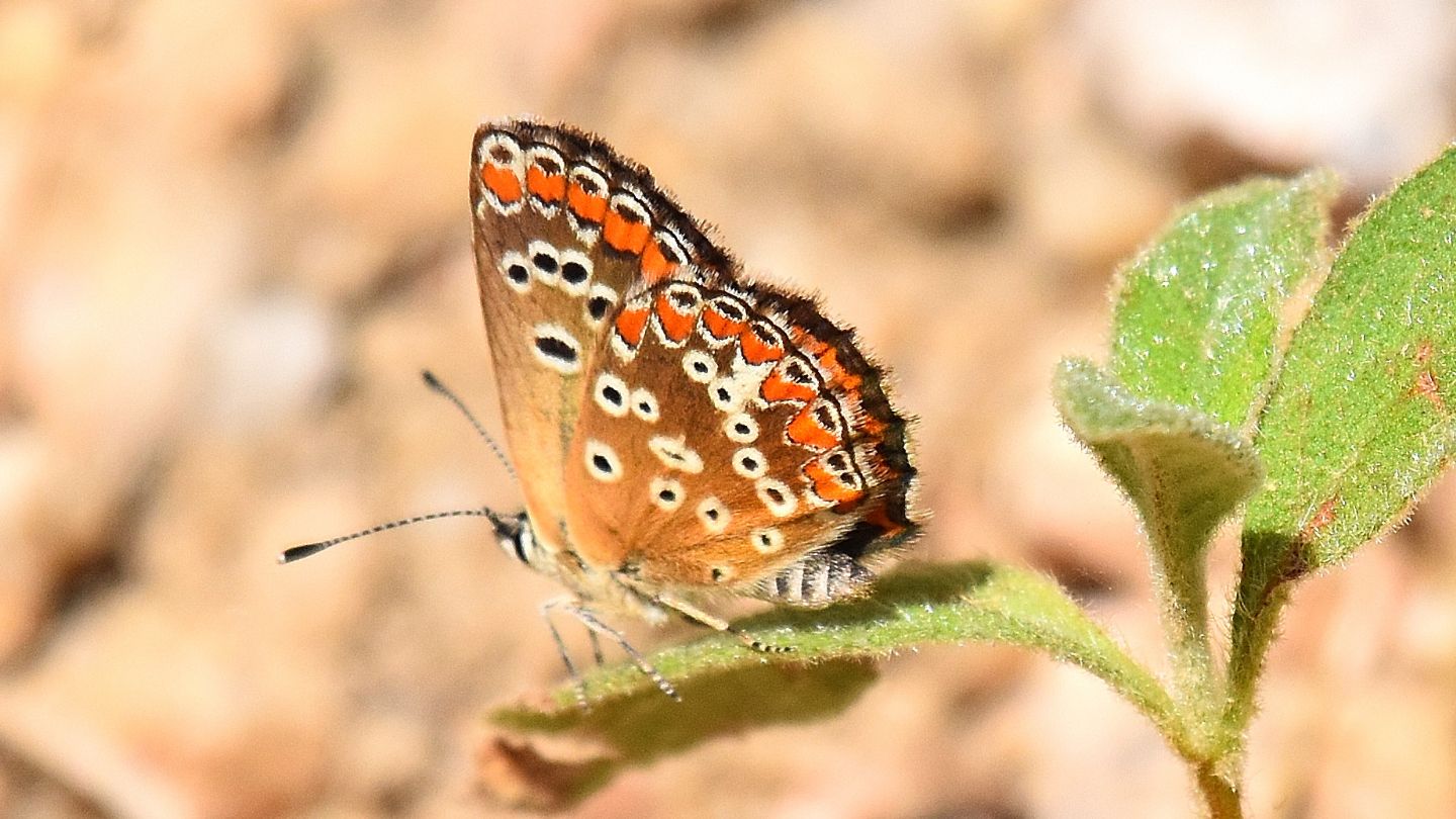 Lycaenidae da id