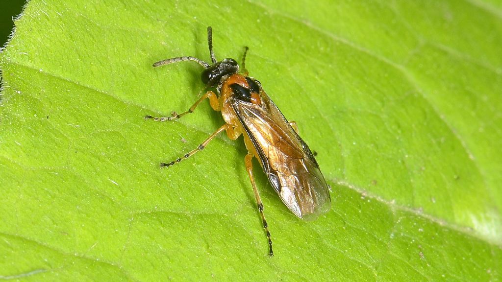 Tenthredinidae: femmina di Athalia rosae