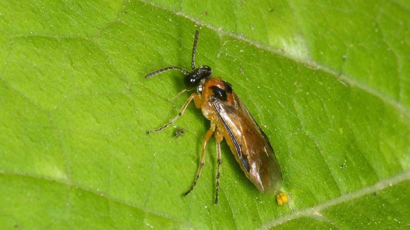 Tenthredinidae: femmina di Athalia rosae