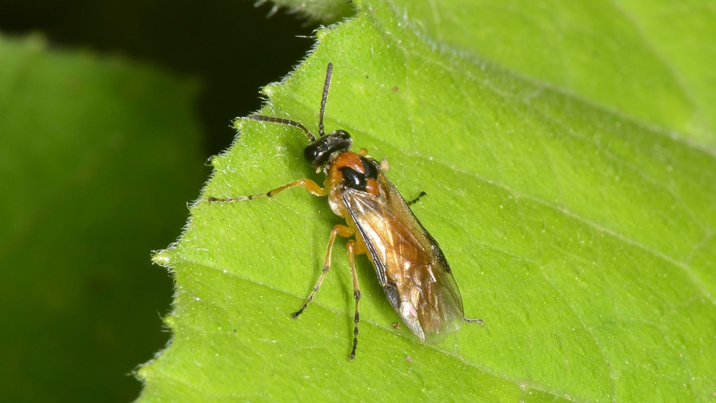 Tenthredinidae: femmina di Athalia rosae